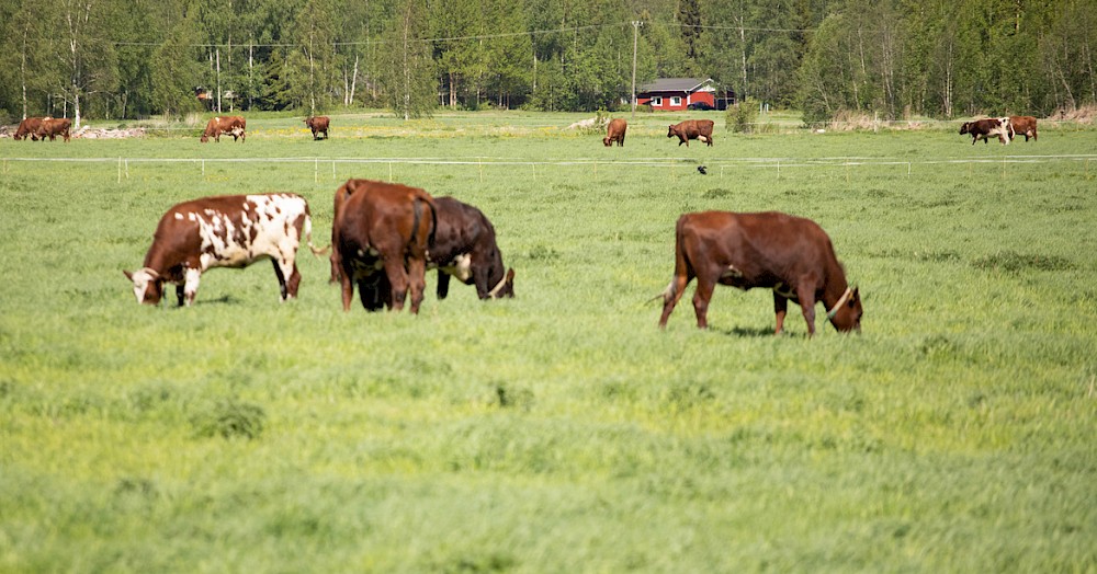 Praktikkoeläinlääkäri - Oulun kaupunki